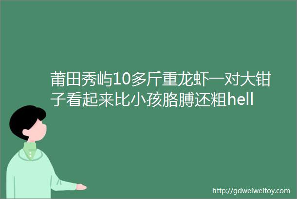 莆田秀屿10多斤重龙虾一对大钳子看起来比小孩胳膊还粗helliphellip