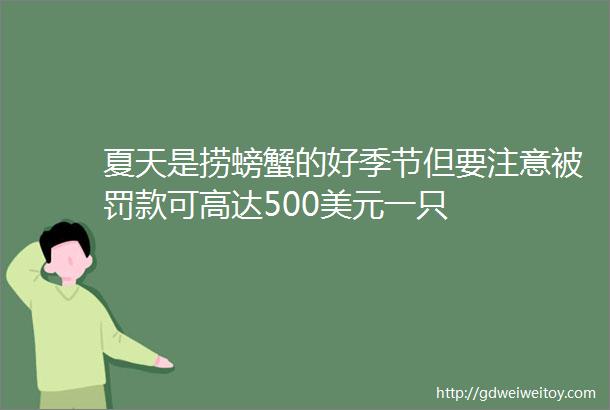 夏天是捞螃蟹的好季节但要注意被罚款可高达500美元一只